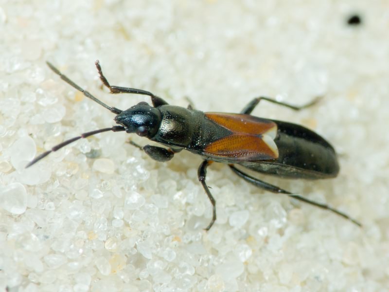 Pterotmetus staphyliniformis (Schilling, 1829)